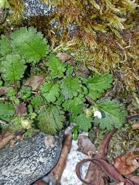 Image of Jovellana repens (Hook. fil.) Kränzl.