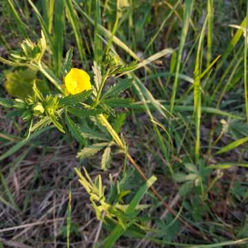 Image of European cinquefoil