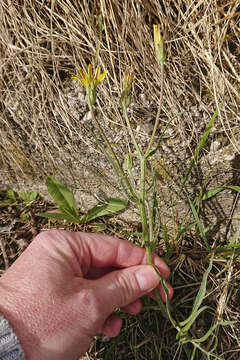 Image of Podospermum canum C. A. Mey.