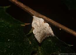 Image of Zonopetala viscata Meyrick 1914