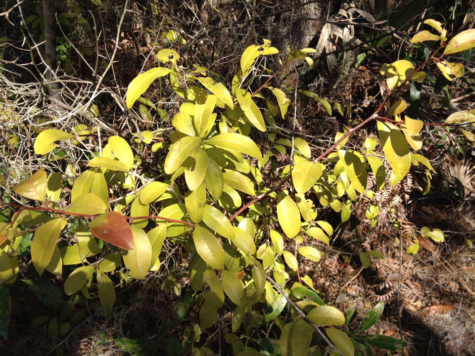 Image of tallow wood