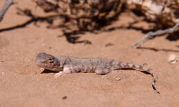 Image of Gibber Earless Dragon