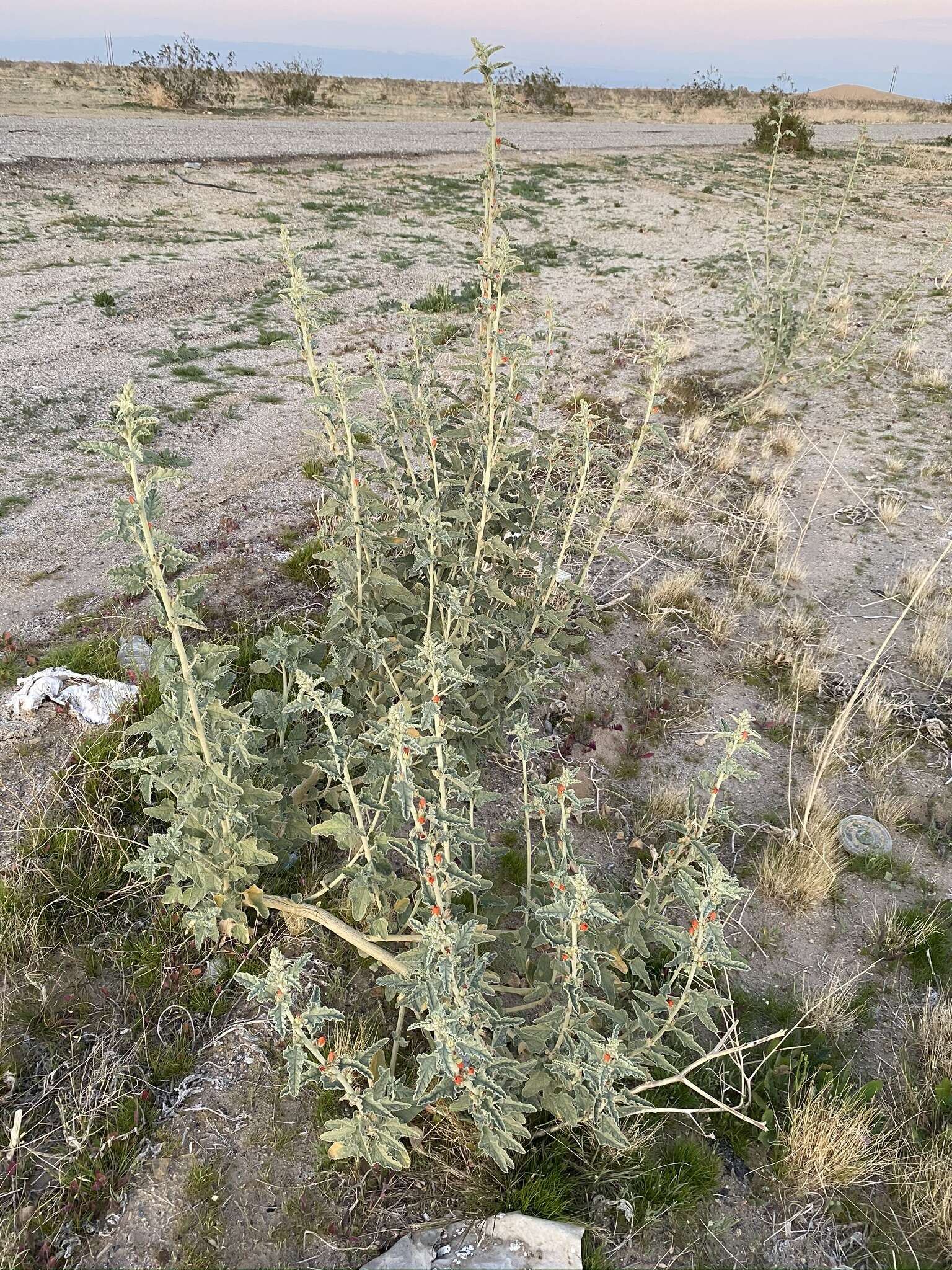 Image of Carrizo Creek globemallow