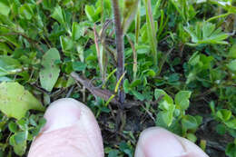 Image of attenuate Indian paintbrush