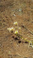 Image of Eryngium cymosum Delar.