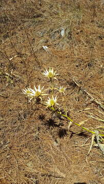 Image of Eryngium cymosum Delar.