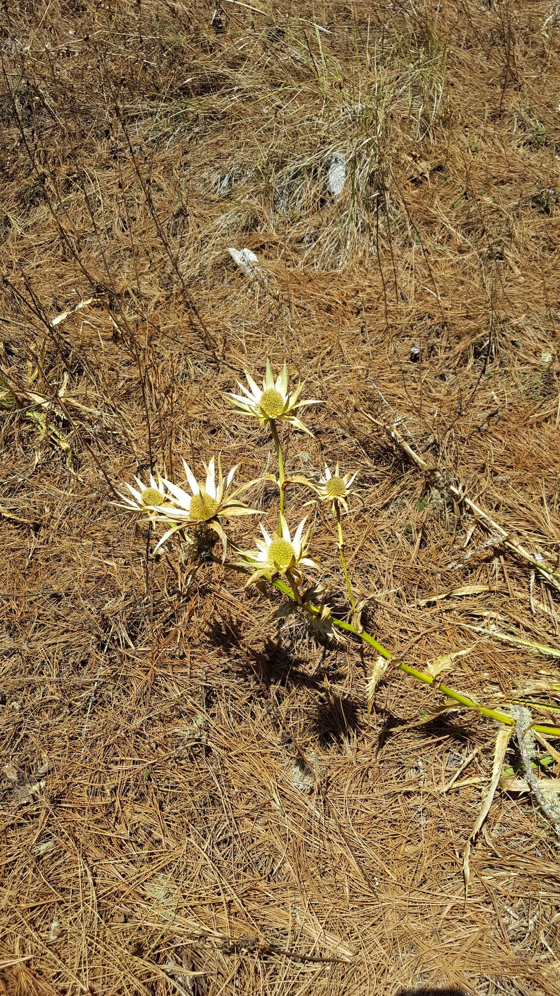 Image of Eryngium cymosum Delar.