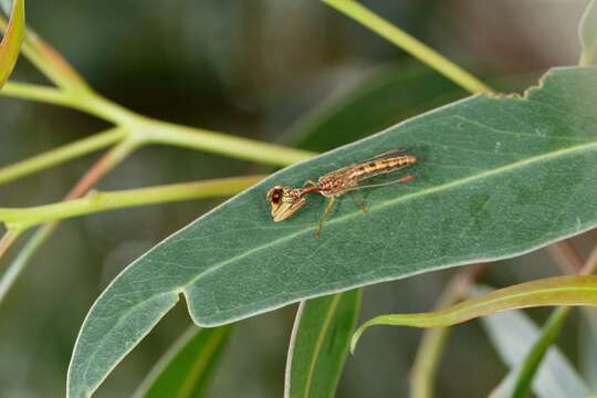 Campion callosus Lambkin 1986的圖片