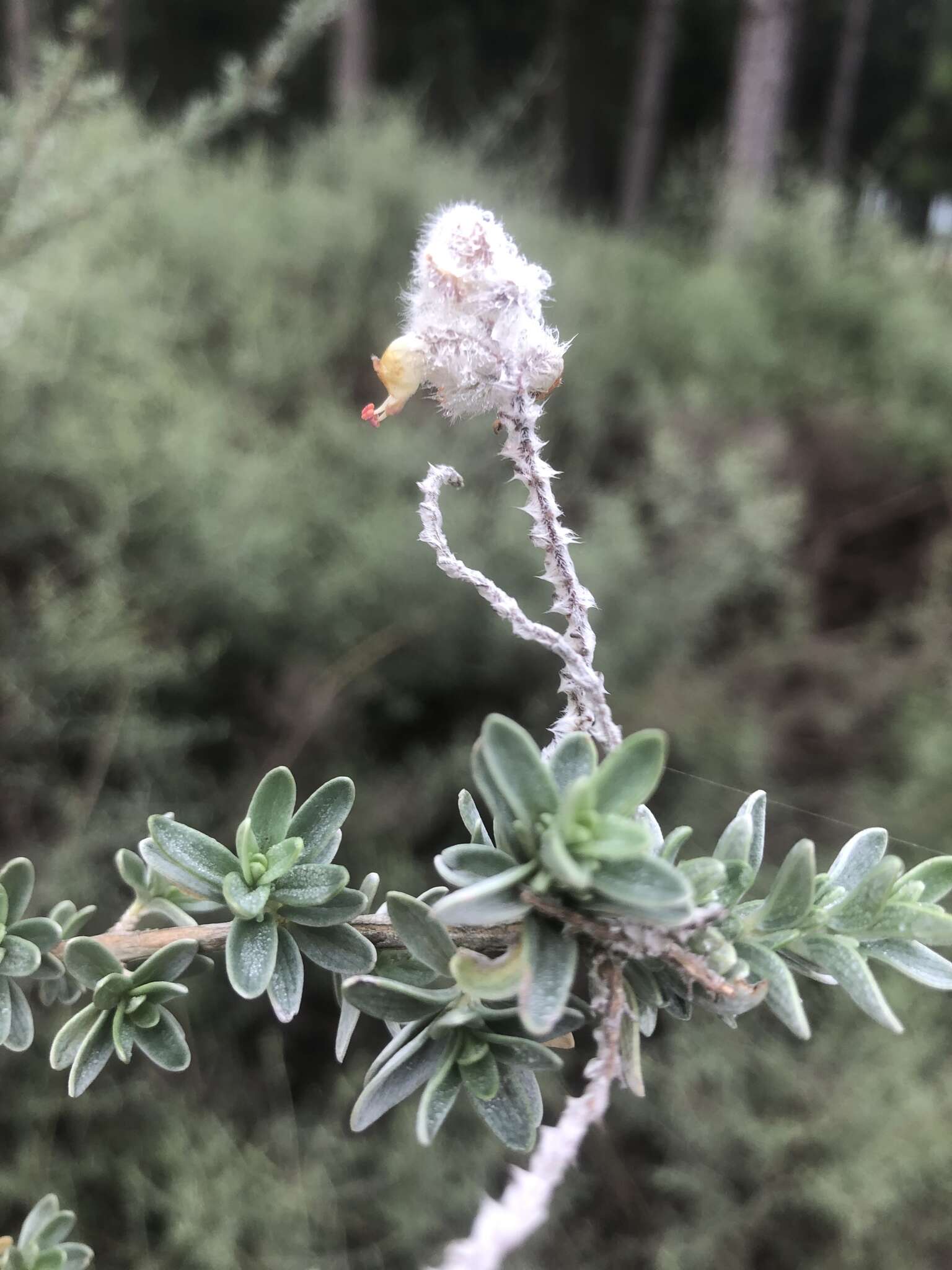 Image of Syncolostemon eriocephalus I. Verd.