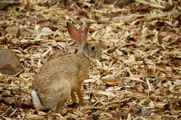 Image of Black-naped Hare