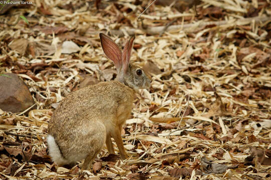 Lepus nigricollis F. Cuvier 1823 resmi