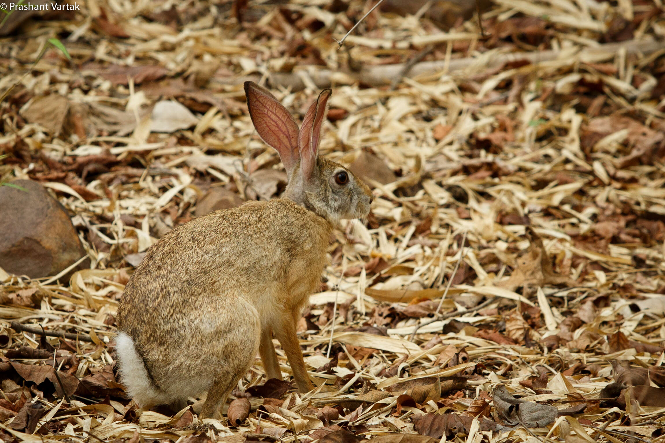 Image of Black-naped Hare