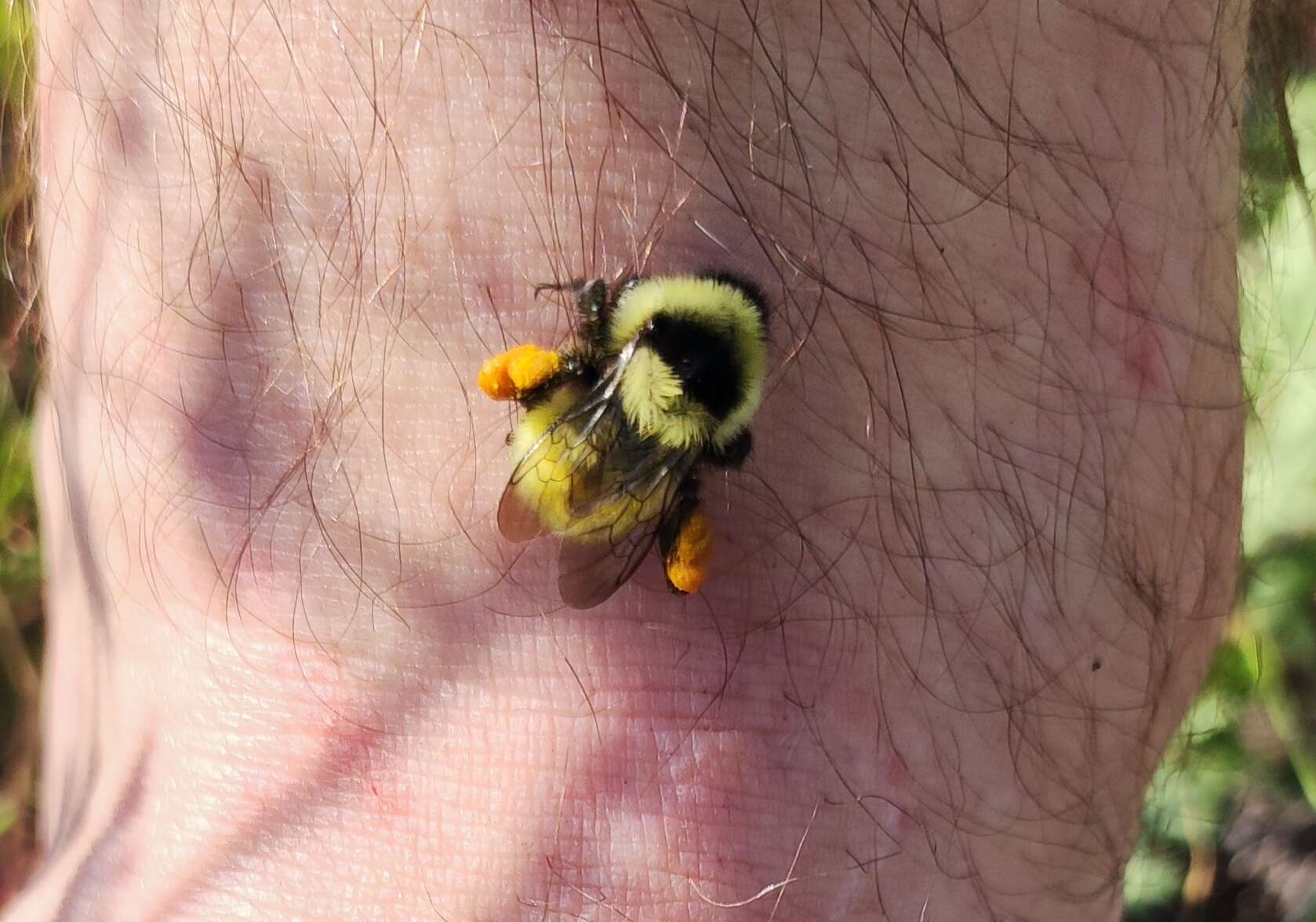 Image of Armenian Bumble Bee