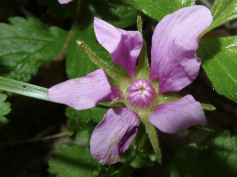 Image of dwarf raspberry