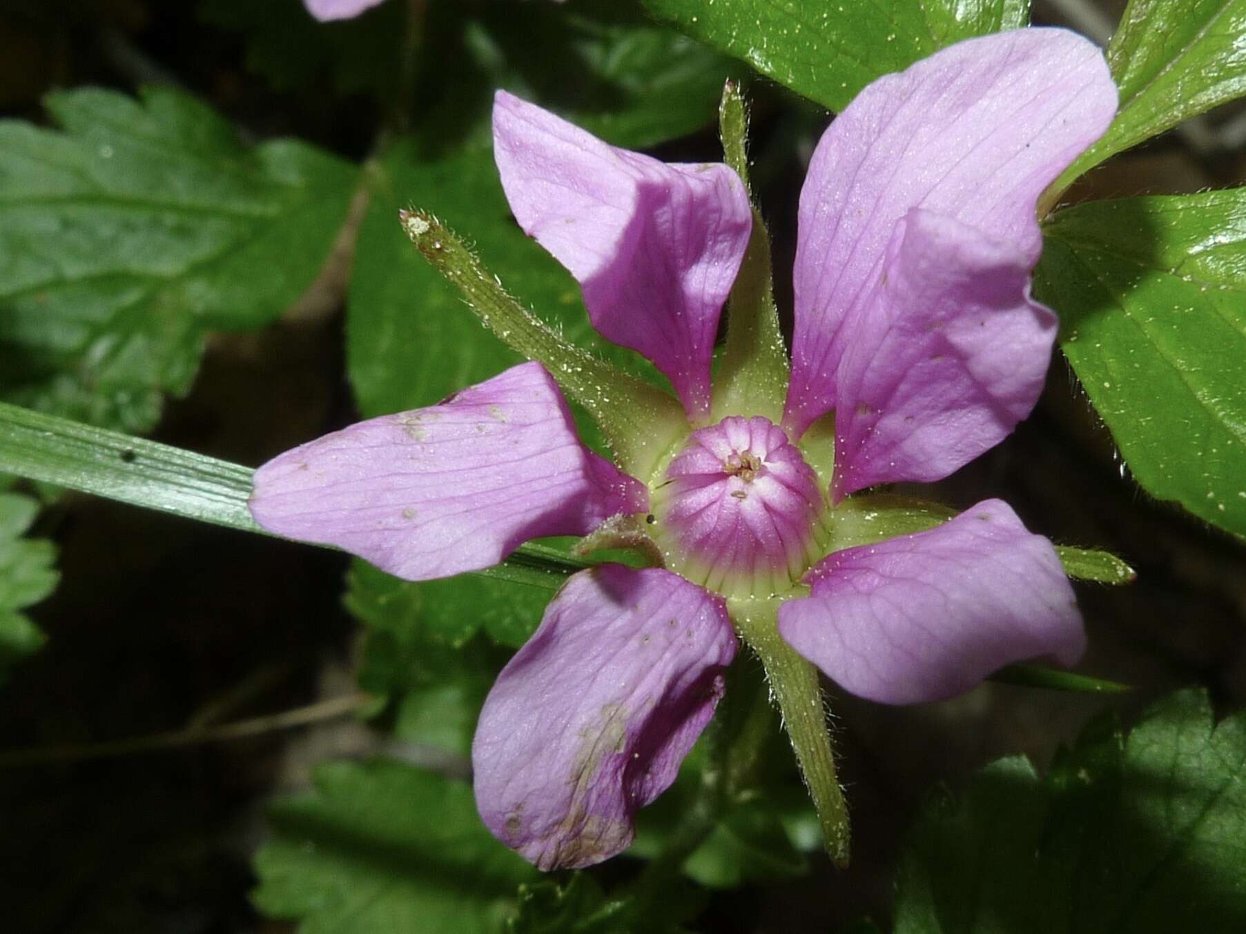 Image de Rubus arcticus subsp. acaulis (Michx.) Focke