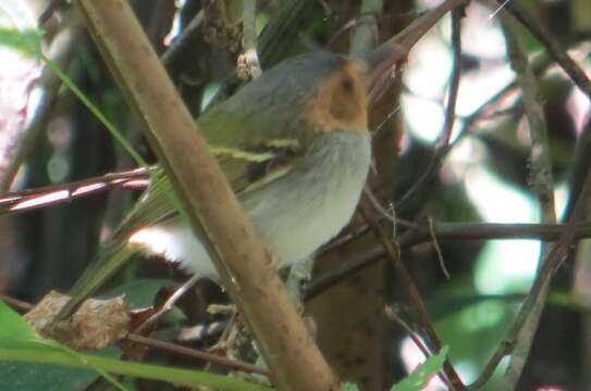 Image of Ochre-faced Tody-Flycatcher