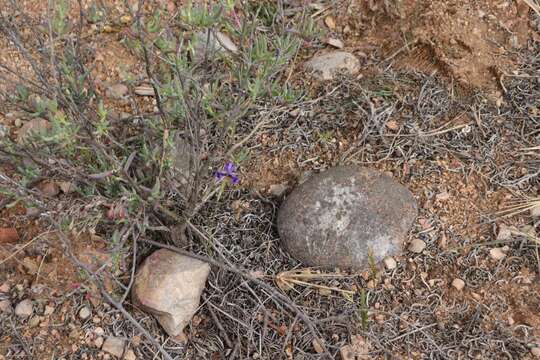 Image of Moraea regalis Goldblatt & J. C. Manning