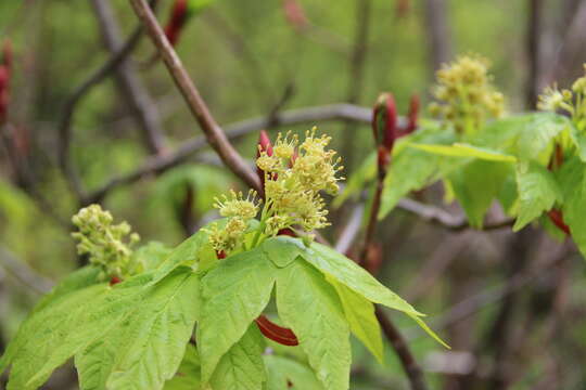 Acer heldreichii subsp. trautvetteri (Medvedev) E. Murray resmi