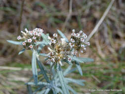 Plancia ëd Chionolaena salicifolia (Bertol.) G. L. Nesom