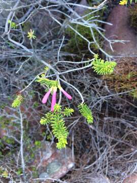 Image of Erica abietina subsp. atrorosea E. G. H. Oliv. & I. M. Oliv.