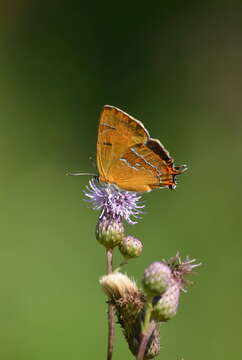 Thecla betulae (Linnaeus 1758) resmi