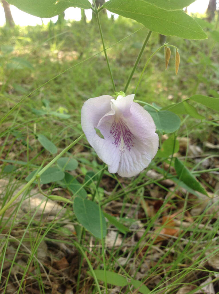 Clitoria mariana L. resmi