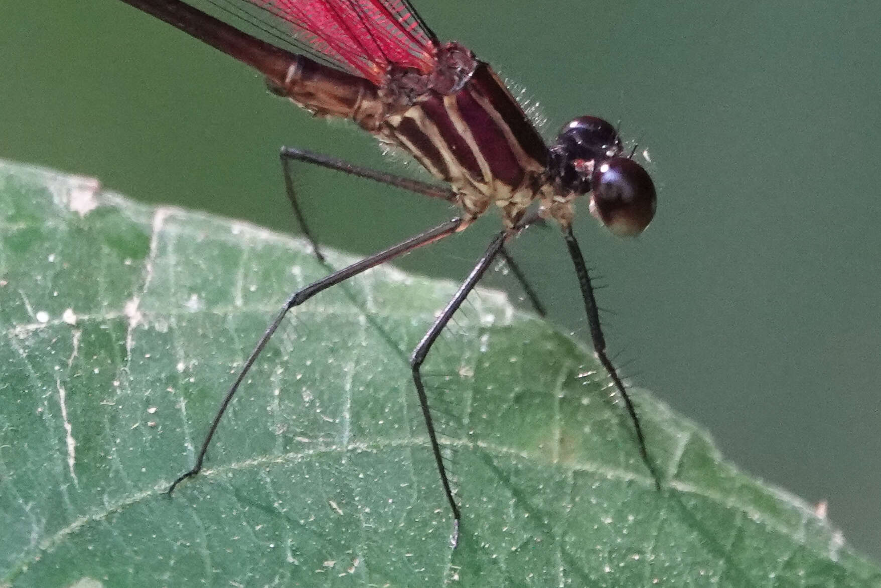 Image of Hetaerina fuscoguttata Selys 1878