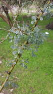 Image of Senegalia modesta (Wall.) P. J. H. Hurter