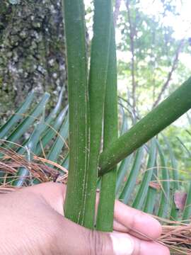 Image of Ceratozamia mirandae Vovides, Pérez-Farr. & Iglesias