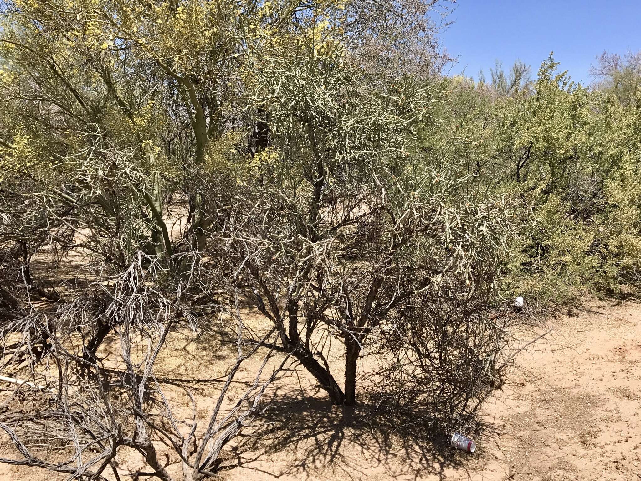 Image of Pencil Cholla