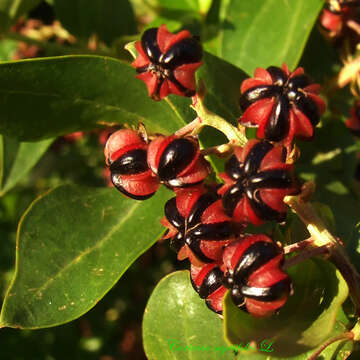 Image of Coriaria myrtifolia L.