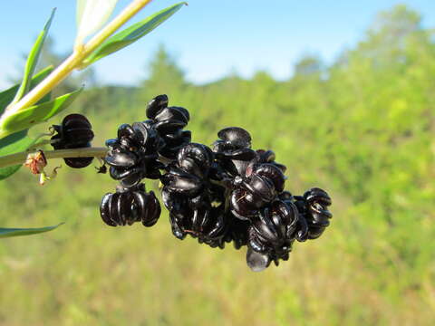 Image of Coriaria myrtifolia L.