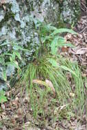 Image of Broad-Leaf Rosette Grass