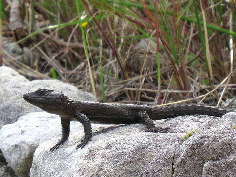 Image of Black girdled lizard