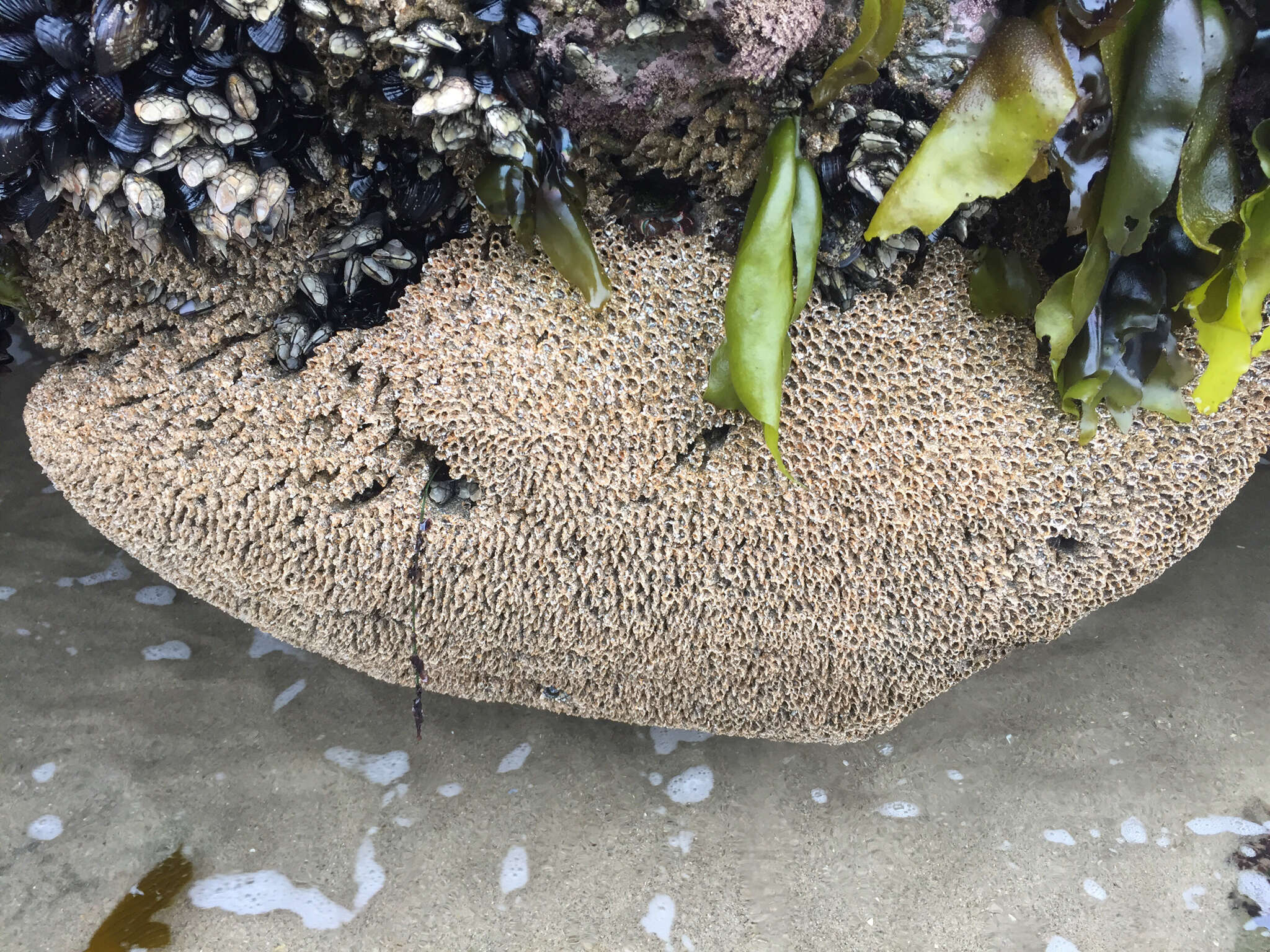 Image of Sandcastle worm