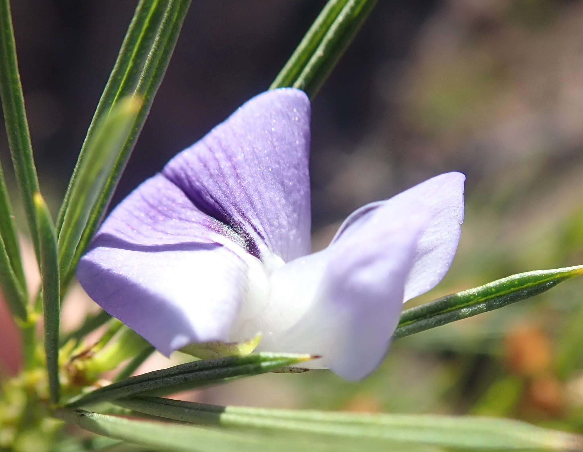 Image of Psoralea sordida