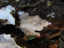 Image of Cinereomyces