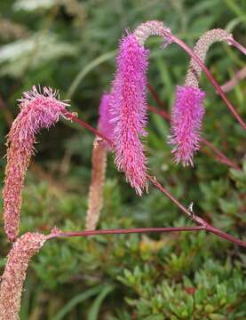 Слика од Sanguisorba hakusanensis Makino