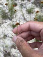 Rhynchospora fernaldii Gale resmi