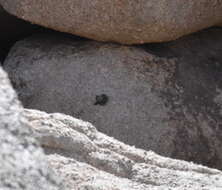 Image of Panamint Chipmunk