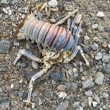 Image of Pronghorn Spiny Lobster