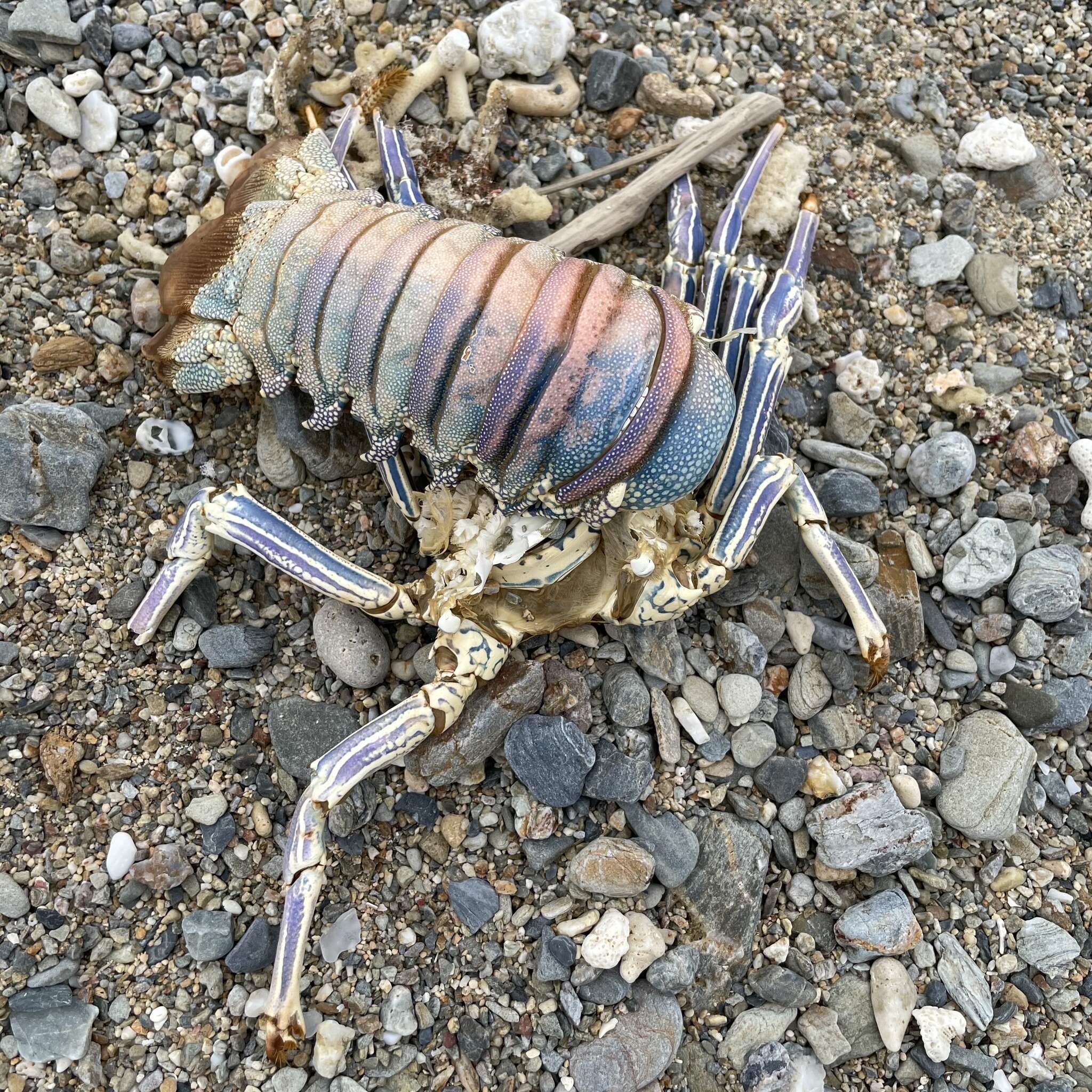Image of Pronghorn Spiny Lobster