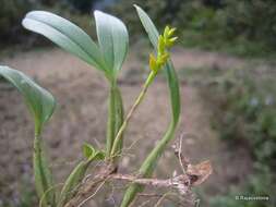 Image de Bulbophyllum auriflorum H. Perrier