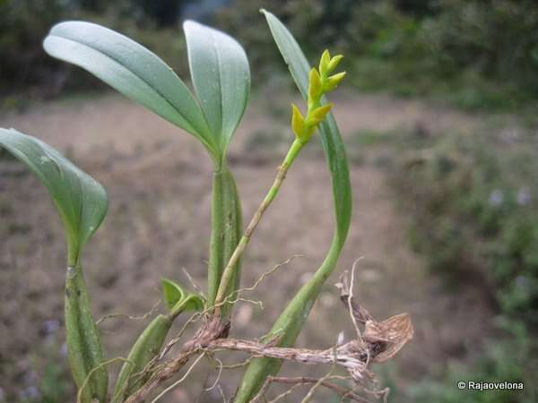 Image of Bulbophyllum auriflorum H. Perrier