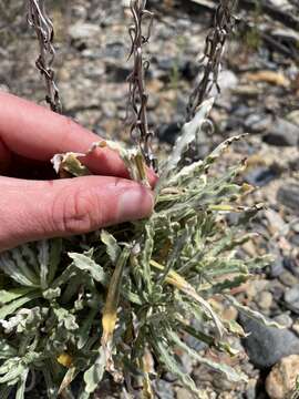Image of white cudweed
