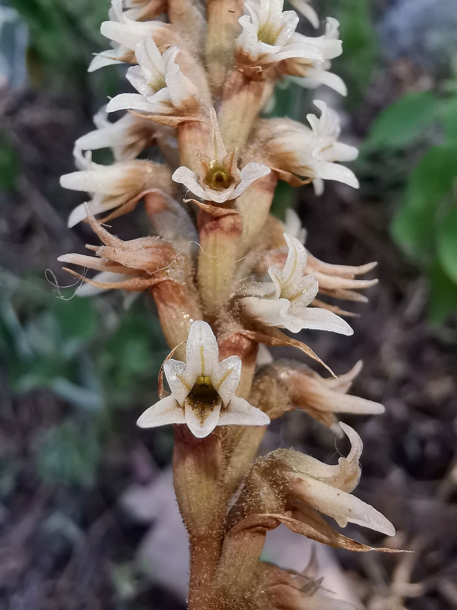 Слика од Aulosepalum pyramidale (Lindl.) M. A. Dix & M. W. Dix