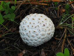 Imagem de Lycoperdon subcretaceum (Zeller) Jeppson & E. Larss. 2010