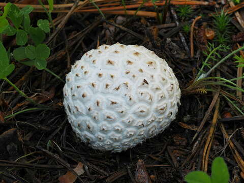 Image de Lycoperdon subcretaceum (Zeller) Jeppson & E. Larss. 2010