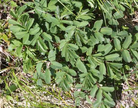 Слика од Sanguisorba hakusanensis Makino