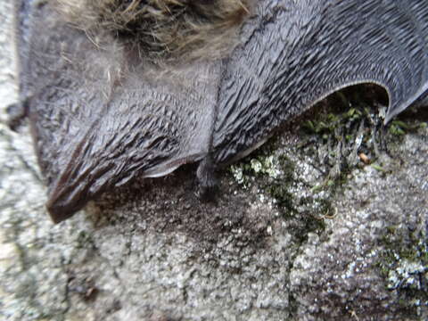 Myotis leibii (Audubon & Bachman 1842) resmi